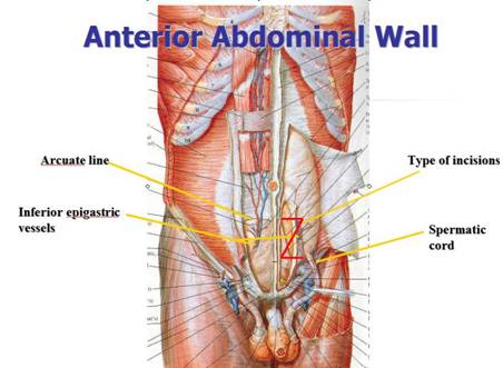 Anterior abdominal wall